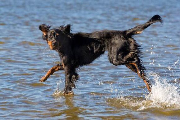 狗狗品种收集大全,收藏狗狗