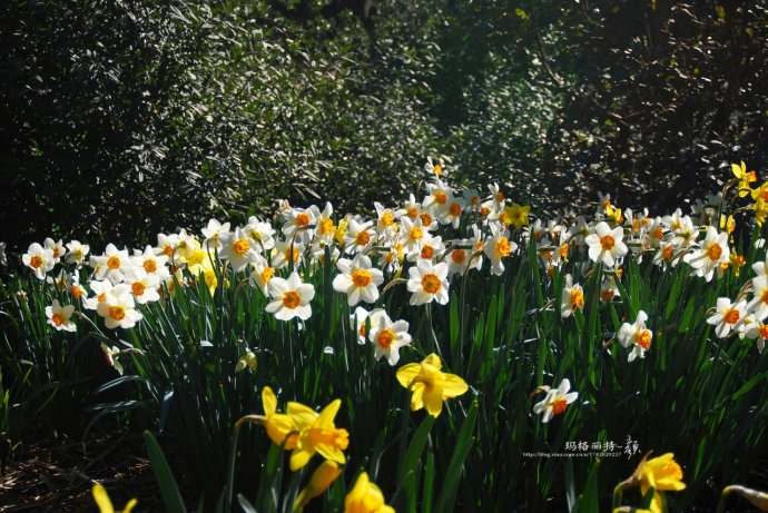 水仙花卉美图,植物水仙子图片