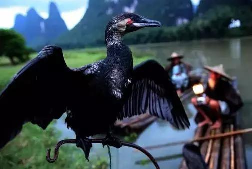 漓江上的渔鹰兄弟同弧悦黑坑上演怎样的故事？