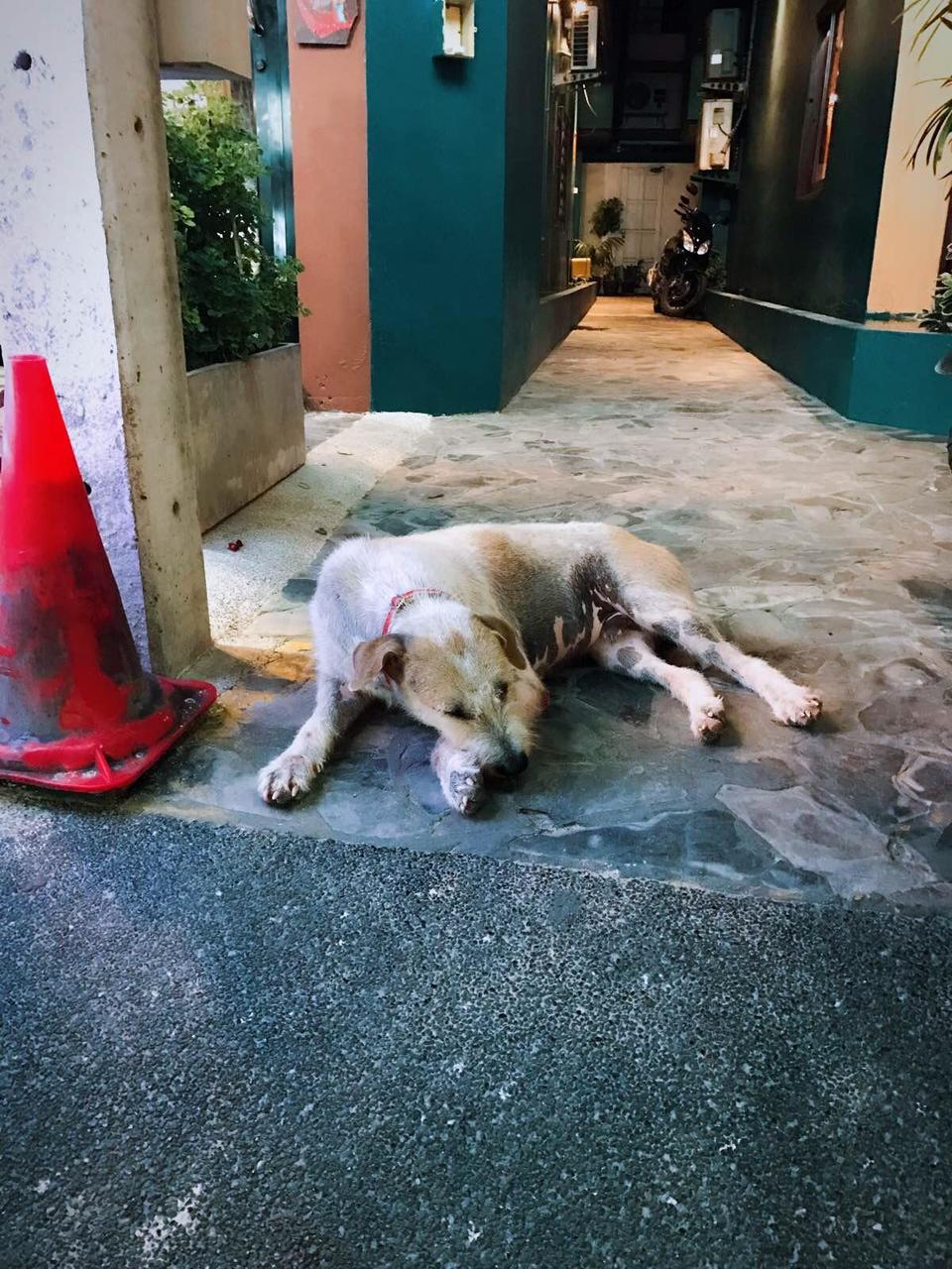 萨瓦迪卡！就在KohSamui撒野吧！