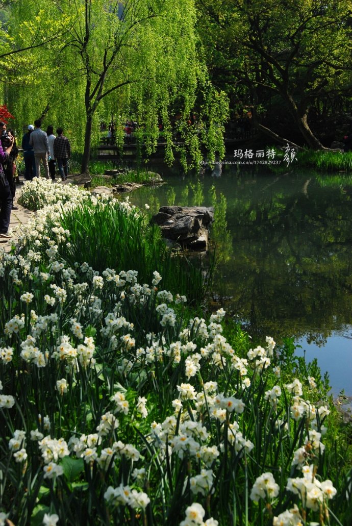 水仙花卉美图,植物水仙子图片