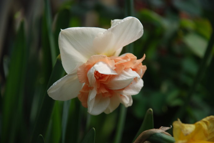 水仙花卉美图,植物水仙子图片