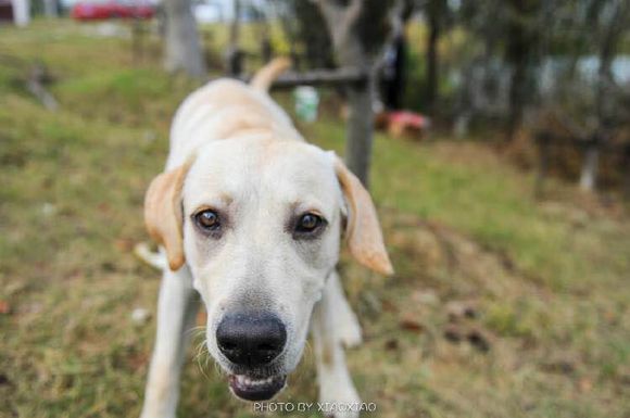 普遍的狗狗品种大全及图片,所有狗狗品种集合大全