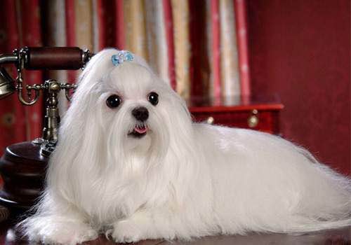 普遍的狗狗品种大全及图片,所有狗狗品种集合大全