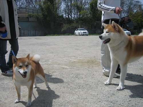 普遍的狗狗品种大全及图片,所有狗狗品种集合大全