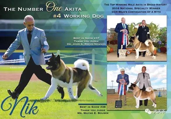 德牧登顶！BIS视频！世界第一犬展2017西敏寺赛果总汇