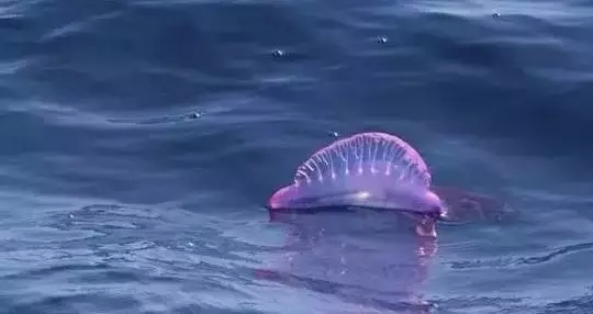 去厦门海滩玩有危险吗,在海边看到什么东西就要赶紧跑