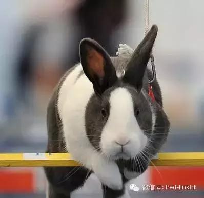 最受欢迎的宠物品种有哪些,宠物兔最热销的是哪几种