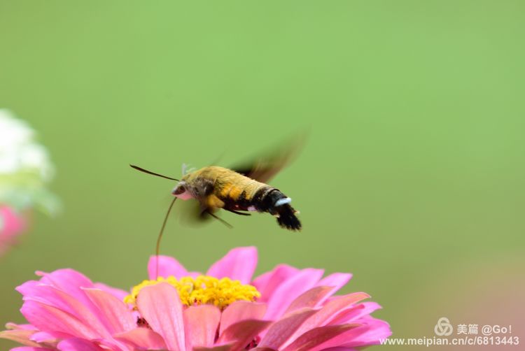 微距镜头下的昆虫视角,微距下的昆虫摄影