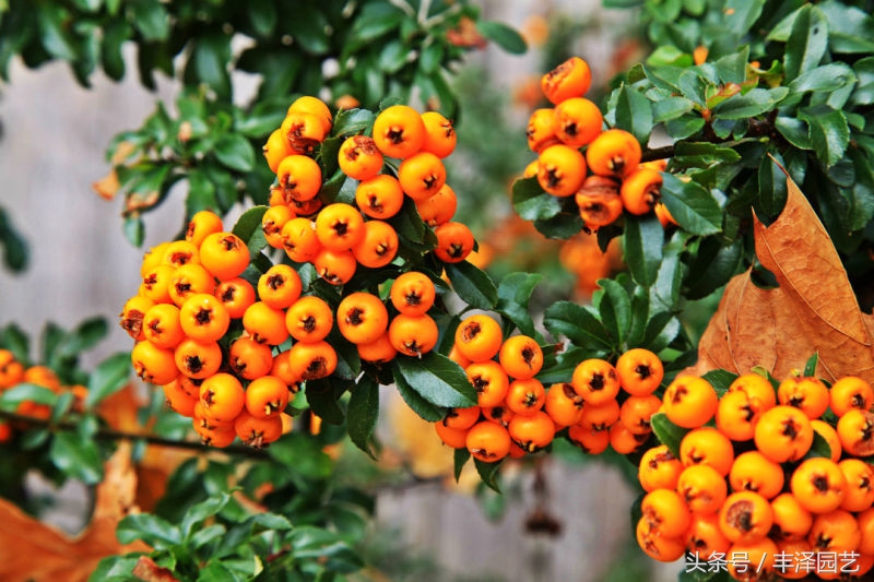 灞辫タ杩愬煄缁涘幙鑻楁湪鍩哄湴,灞辫タ缁涘幙缁垮寲鑻楁湪