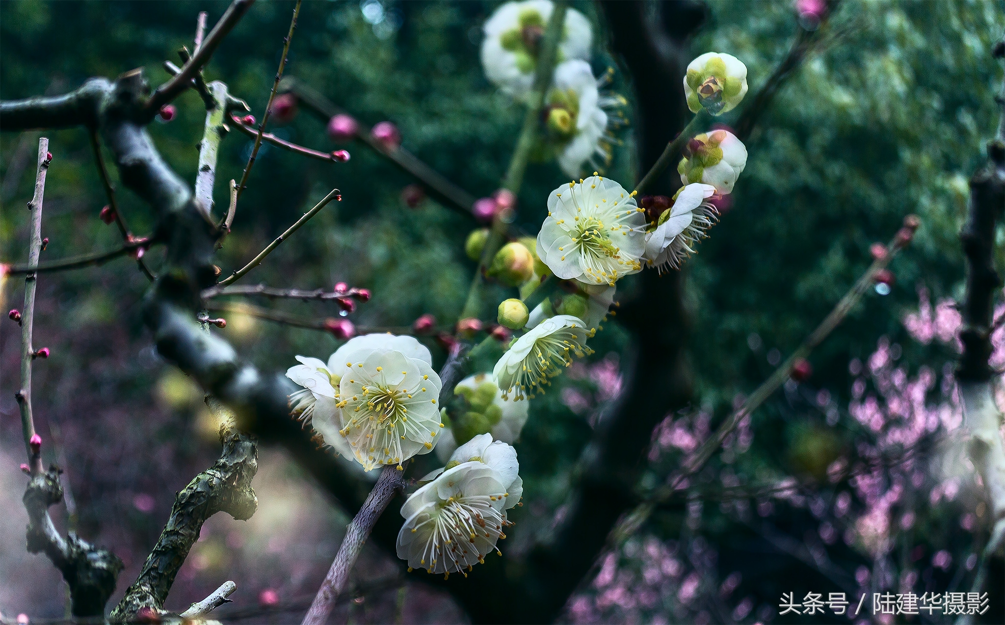 无锡梅园，春风十里不如你