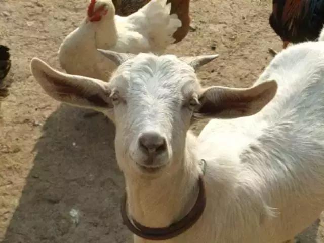 云养羊线上平台,云养羊软件