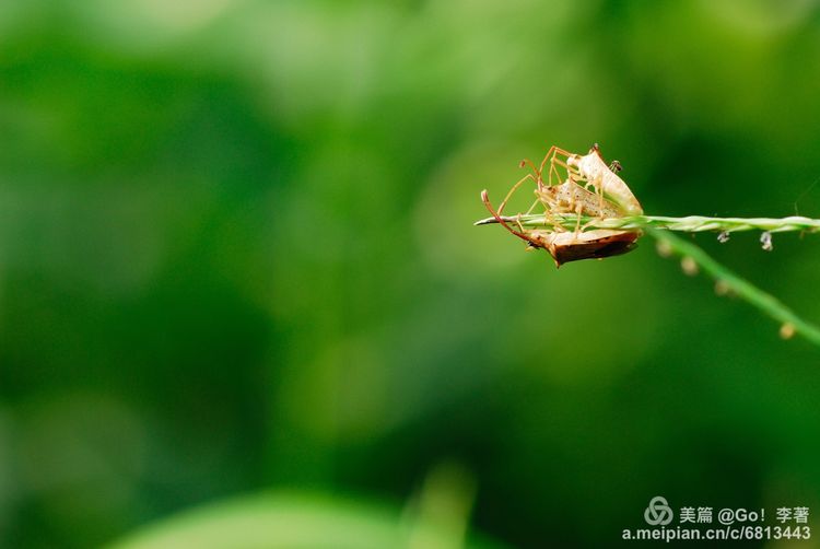 微距镜头下的昆虫视角,微距下的昆虫摄影