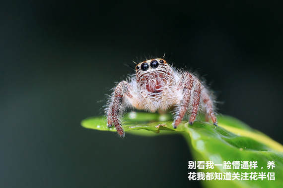 水培文竹和土培有什么不一样,怎么鉴别水培文竹和土培文竹