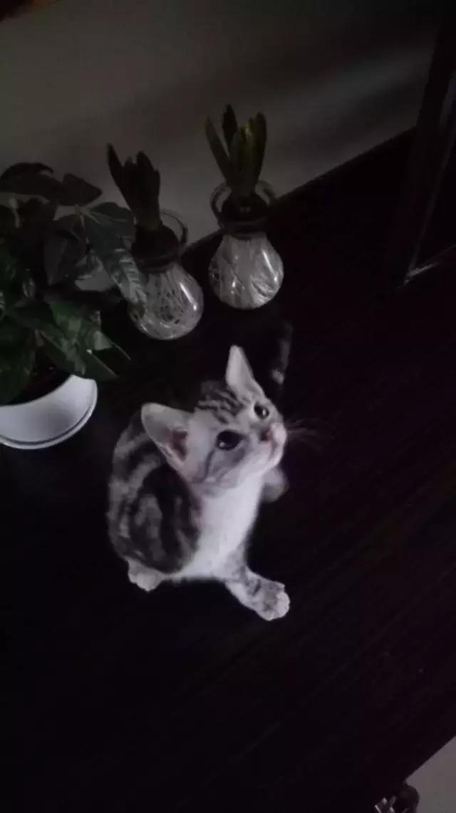 长沙人爱养什么品种的鸟,长沙人为什么喜欢养乌龟