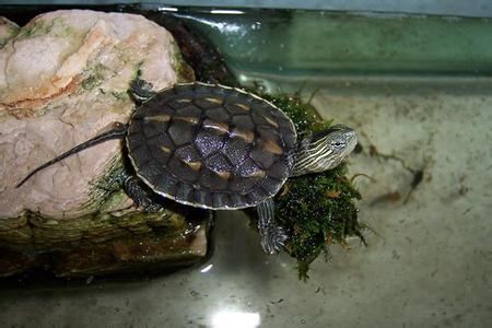 怎样挑选乌龟才是最好的,新手怎么选乌龟