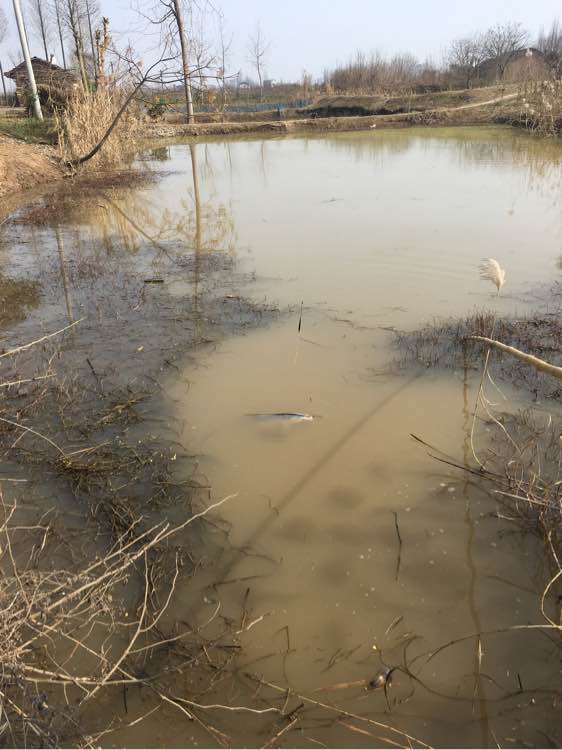 最大钓七八斤的鱼用什么竿子,5.4溪流竿能钓几斤的鱼