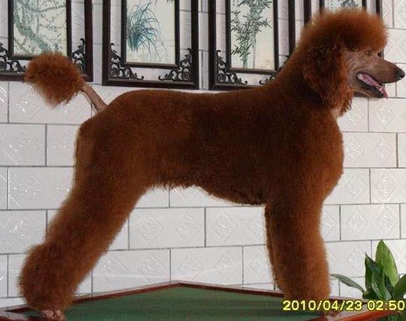 普遍的狗狗品种大全及图片,所有狗狗品种集合大全