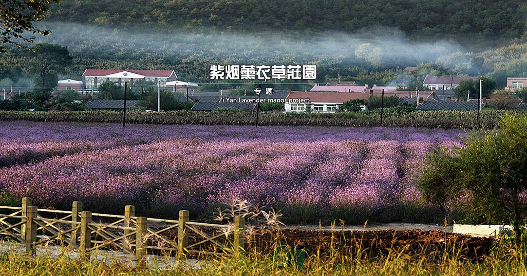 沈阳紫烟薰衣草庄园怎么样,沈阳紫烟薰衣草庄园招聘