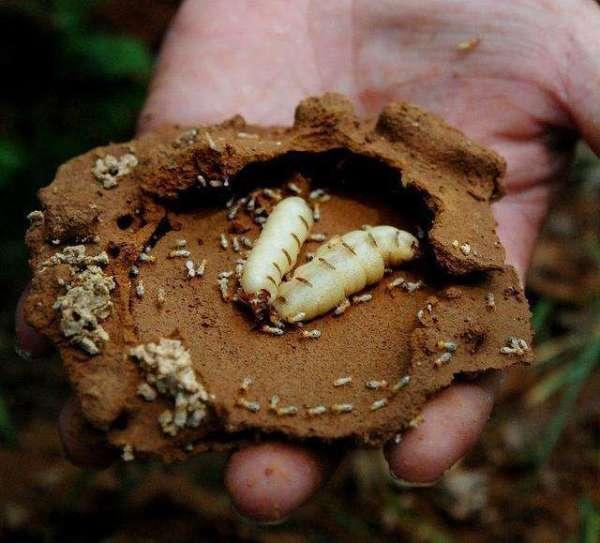 蚂蚁才是地球上进化最完美的生物,蚂蚁是人类进化的最高阶梯吗