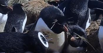 豆瓣9.7的企鹅版《无间道》，上演最萌版「原配撕小三」！