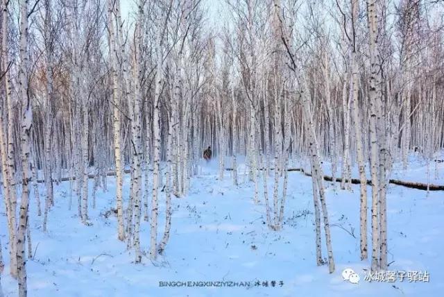 北极神龙湾、女脚湾，天地间画出的婀娜