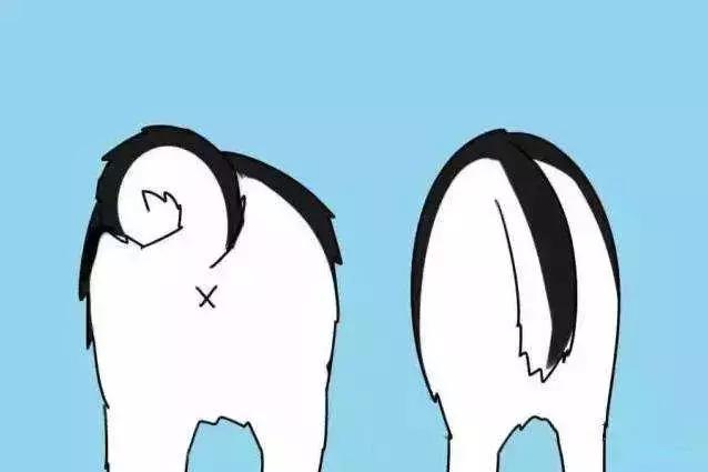 你绝不知道，哈士奇和阿拉斯加差别最大的地方原来是……菊花！