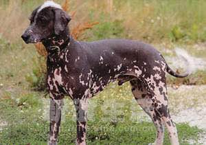 收藏狗狗的图片,收藏宠物集