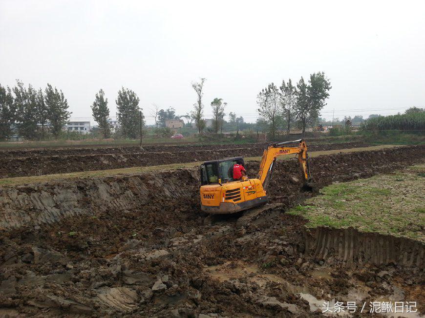泥鳅养殖的前景,泥鳅养殖新模式