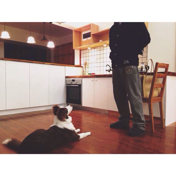 边牧这种狗到底有多聪明,边牧的智商真的有6-8岁那么高吗