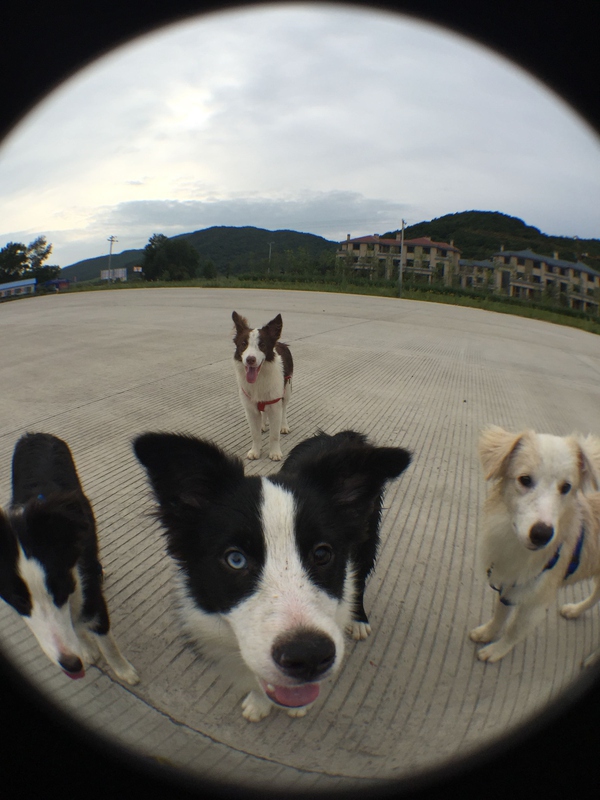 边牧这种狗到底有多聪明,边牧的智商真的有6-8岁那么高吗