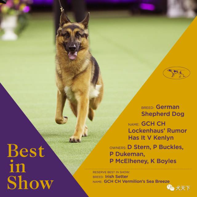 德牧登顶！BIS视频！世界第一犬展2017西敏寺赛果总汇