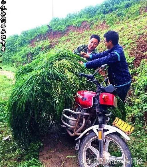 目前最好的养殖土鸡方法,土鸡养殖基础有哪些