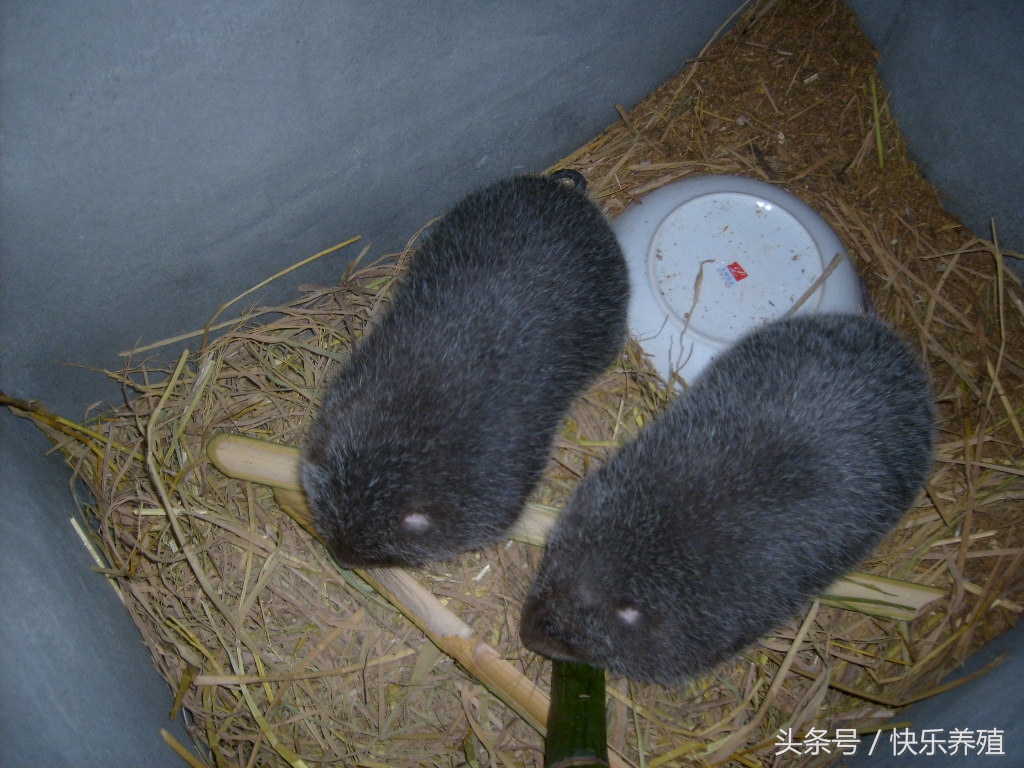 竹鼠能发家致富么,竹鼠投资与回报