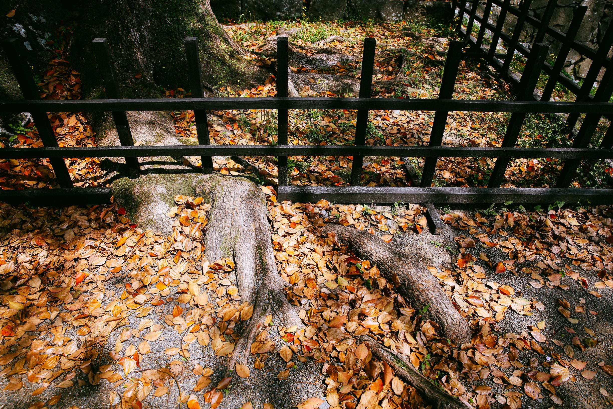 日本大阪旅游地震,日本旅游福岛地震
