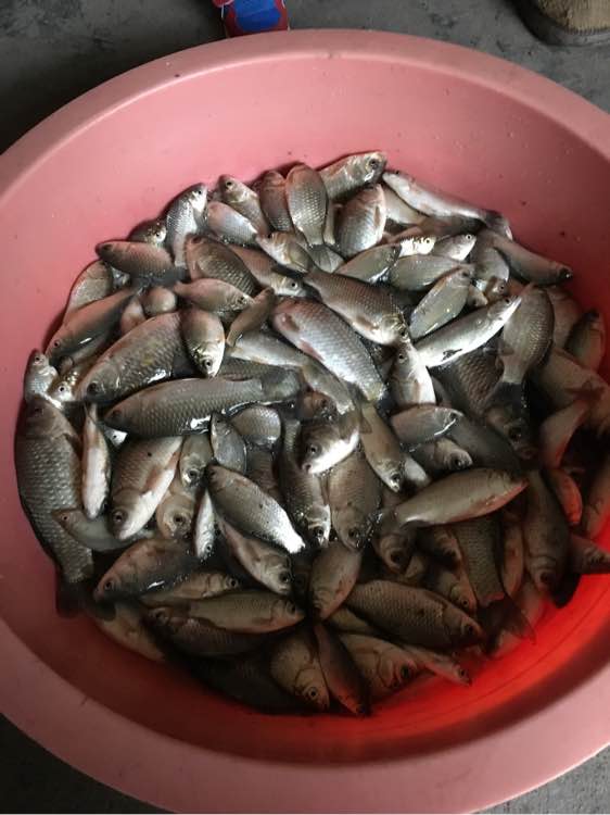 最大钓七八斤的鱼用什么竿子,5.4溪流竿能钓几斤的鱼