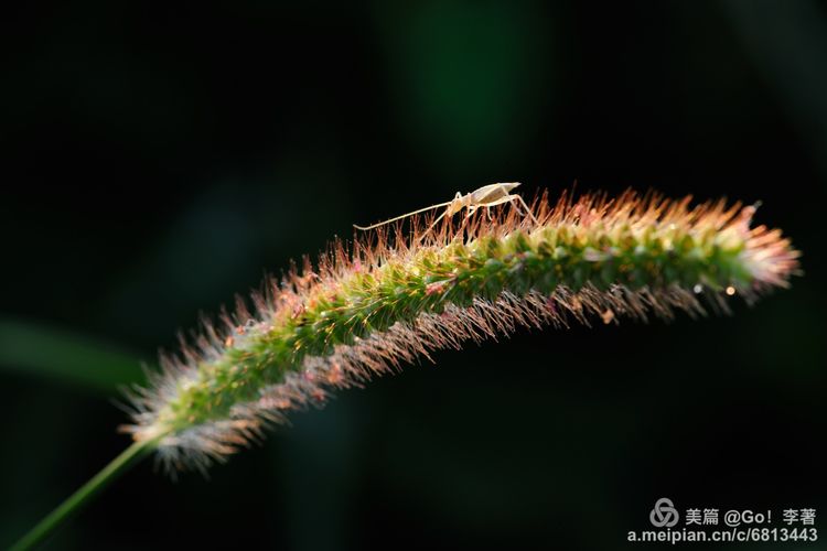 微距镜头下的昆虫视角,微距下的昆虫摄影