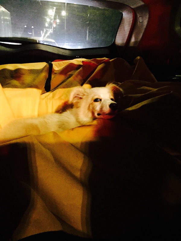 边牧这种狗到底有多聪明,边牧的智商真的有6-8岁那么高吗