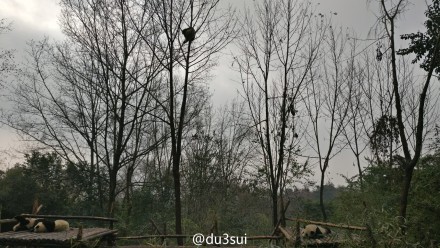 中国十大最火的外国网红,抖音百万网红姐弟抱大腿