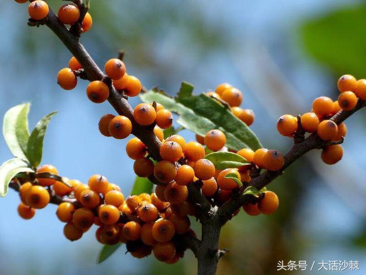 沙棘的故事和相关历史记载,黄金沙棘小镇的故事