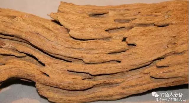沉香木钓鱼视频大全,沉香木钓鱼
