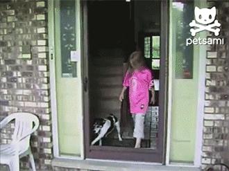 猫咪老撞玻璃门,狗撞过玻璃门