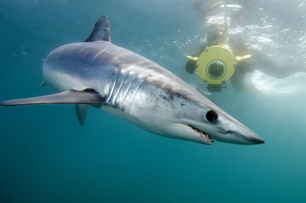 海洋里最快的动物是海豚吗,海洋中最大的生物海豚