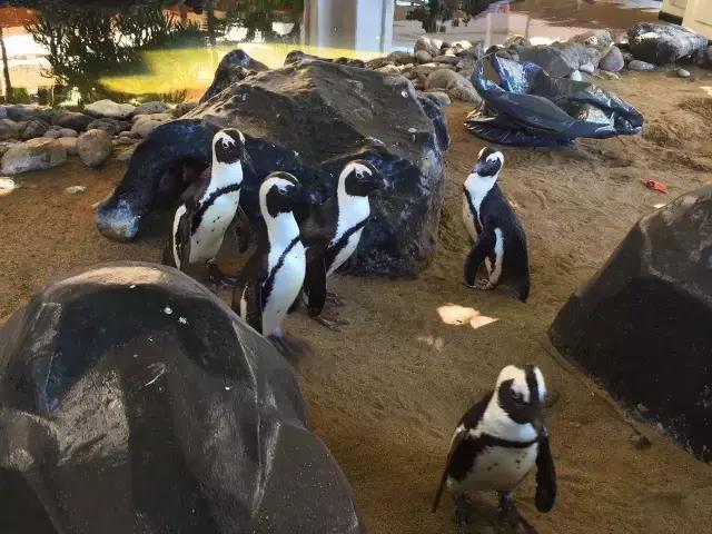 毛伊岛游记,毛伊岛太阳之屋