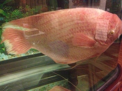 招财鱼病了要怎么治疗,招财鱼容易得什么病