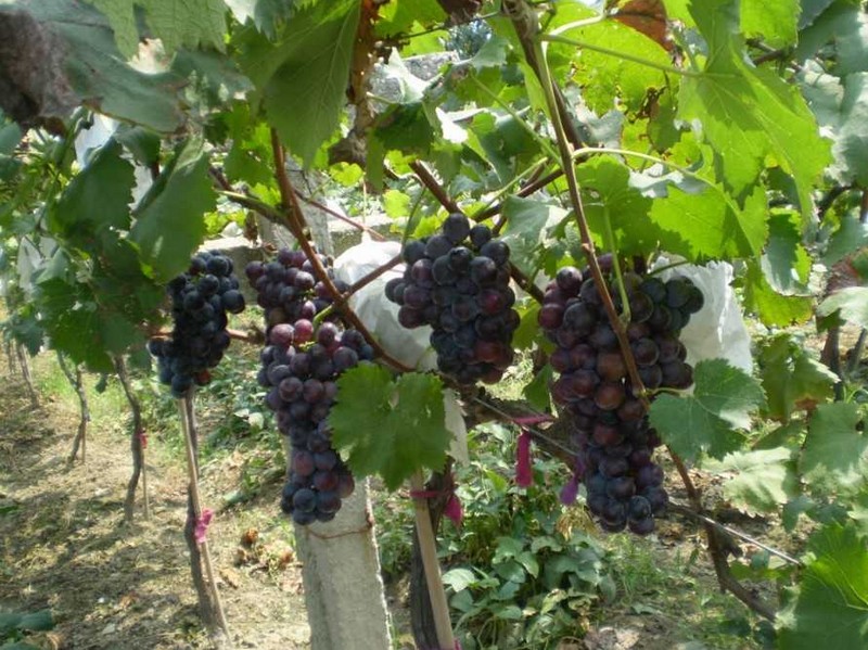 户县撤县设区哪一年,鄠邑区被规划到哪里了