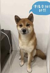 金毛喝醋,金毛到底有多吃醋