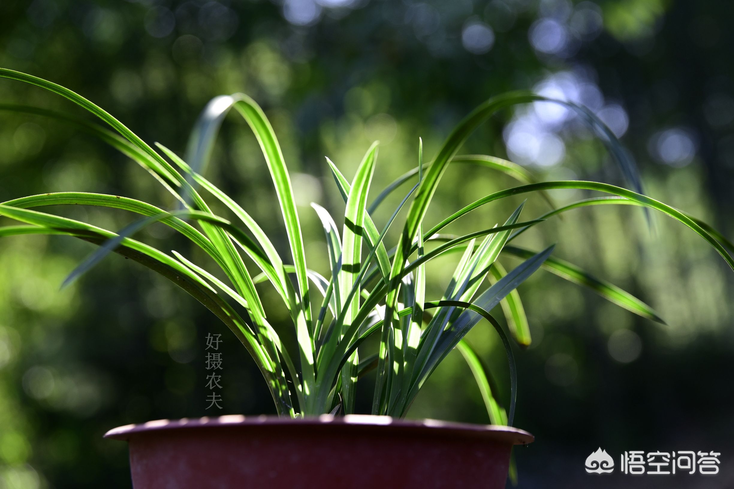 兰花怎样施肥用什么肥,兰花如何施肥最佳