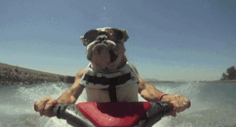 狗狗生病了吃什么食物,狗狗生病了吃点什么好