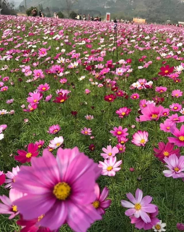 南宁游玩踏青攻略路线推荐,南宁春游赏花攻略图